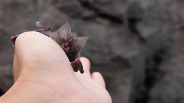 istock Baby bat in the woman's hand 1220328411