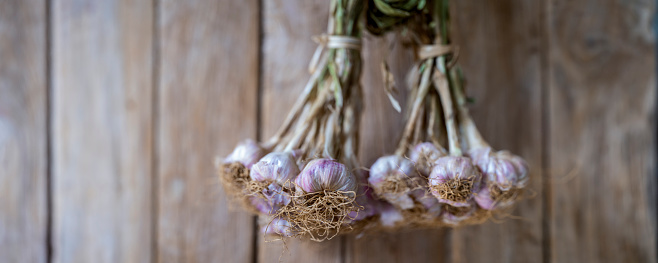 Fresh garlic hung up to dry on an old wooden paneled board wall background. Garlic is kept for a long time for drying the cloves making the cloves easy to handle as an ingredient in cooking and to last a very long time being preserved.