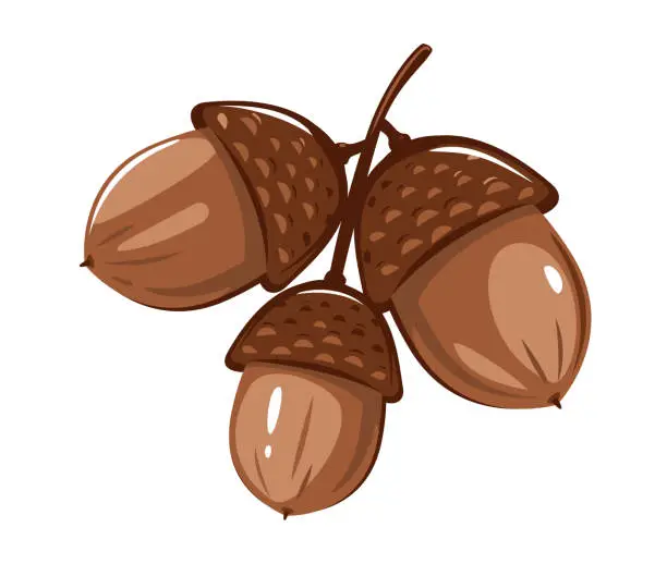 Vector illustration of Three brown oak acorns isolated