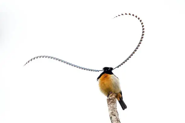 A King-of-Saxony Bird-of-Paradise perched on his display stump, showing off his unique head plumes.