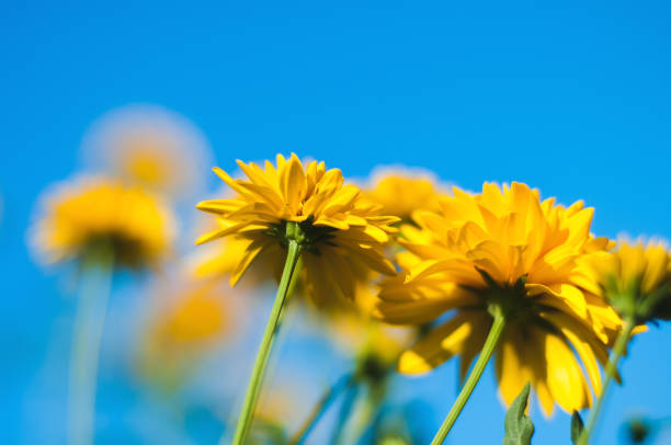 Bright yellow flowers on a blue sky blurred background on a Sunny summer day.