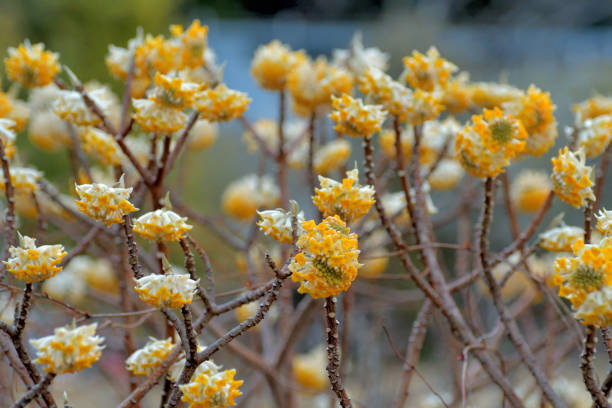 Edgeworthia chrysantha, or Oriental Paper Bush, is a deciduous shrub up to 1.5m in height, with numerous, upright stems exhibiting branching in threes, which is unusual in flowering plant. Flowers are produced from late winter to spring in dense, nodding heads that may be pale yellow, deep yellow or reddish orange. Leaves appear after the flowers.The bark is used for making high-quality, hand-made paper called washi, traditional Japanese paper.