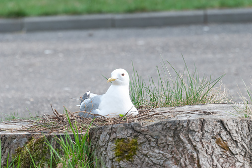Seagull in the nest. The nest is in the stump. A seagull hatches eggs.