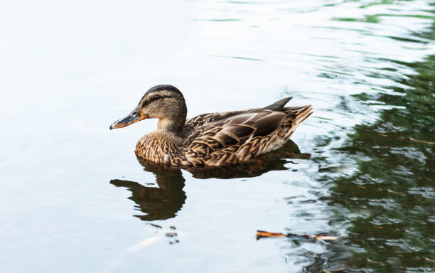 istock lake in a park, protection environment background, ecology concept 1220334829