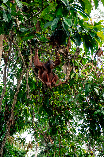 A shot of a Orangutan in the trees of a rain forrest reserve in Borneo.
