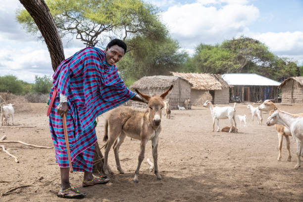 масаи человек и ребенок осла в его родной деревне - национальный заповедник масаи стоковые фото и изображения