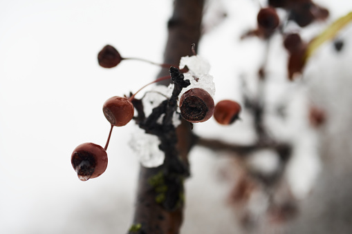 A low angle close-up shot of a frozen cherry tree with dried cherries and snow on top of its branches during the winter season.