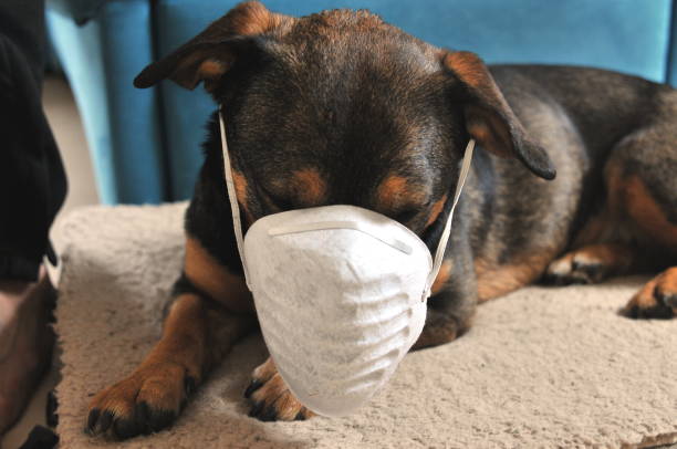 istock Dog with face mask for protection against virus 1220341419