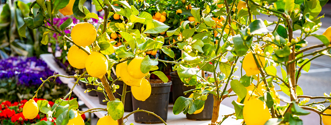 Lemon tree for sale on a market stall in Amsterdam.