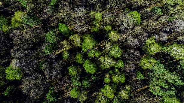 istock Aerial View Over Fresh Foliage in Forest at Spring. Drone Top Down 1220342869