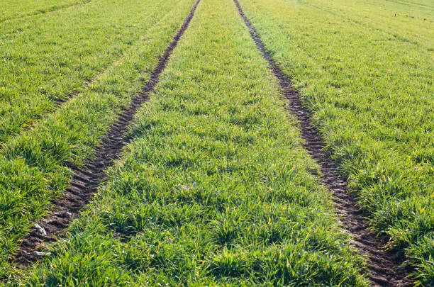 tire tracks in farmland on a field with cereal seedlings in evening sun