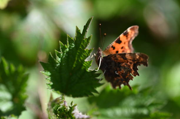 istock Green Comma butterfly- Polygonia Faunus resting on a fresh green leaf 1220344801