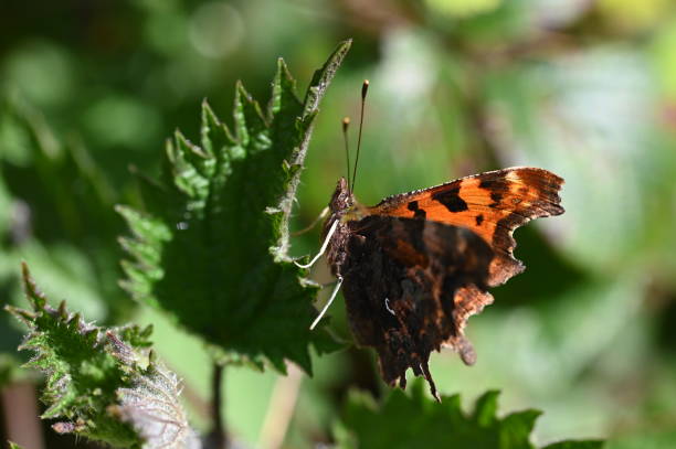 istock Green Comma butterfly- Polygonia Faunus resting on a fresh green leaf 1220344838