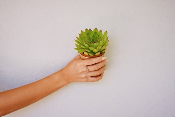 istock Nothing retains water like a succulent 1220345951
