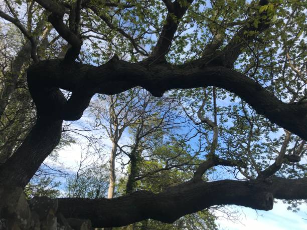 istock Trees and woodland 1220346251