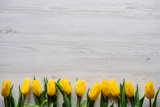 istock Row of yellow tulips on white rustic wooden background with space for message. Concept Hello Spring flowers. Holiday greeting card for Valentine's, Women's, Mother's Day, Easter! Top view, flat lay. 1220346259