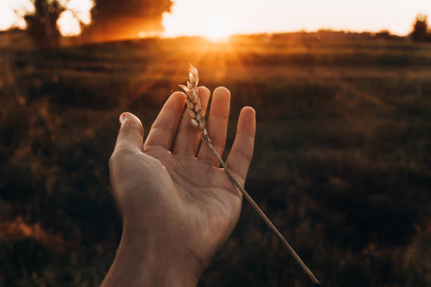 earth day concept. ear in hand in sunset rays in summer evening field. farmers and farmland. love to land. atmospheric moment. save environment. hope and light - day to sunset imagens e fotografias de stock