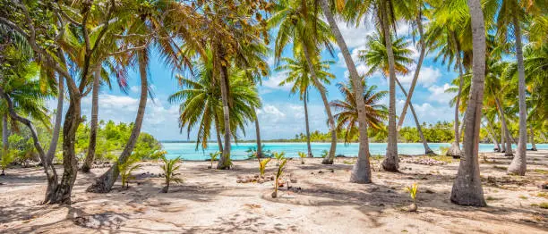 Panorama banner with breathtaking paradise on the tropical island of French Polynesia. Palm trees on the white sandy beach of the beautiful lagoon in Fakarava.