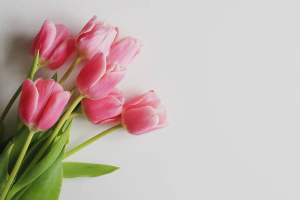 istock Pink tulips on a white background. Spring concept. Greeting card. 1220348171
