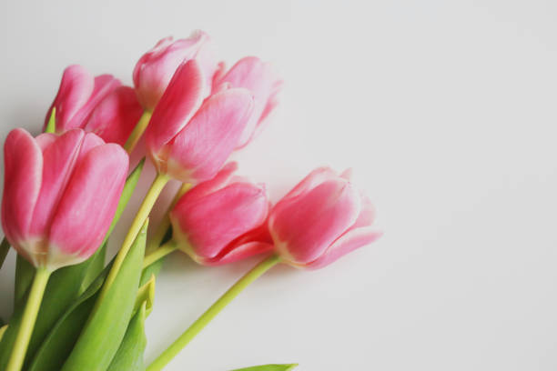 istock Pink tulips on a white background. Spring concept. Greeting card. 1220348203