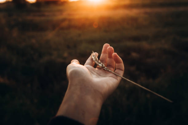 earth day concept. ear in hand in sunset rays in summer evening field. farmers and farmland. love to land. atmospheric moment. save environment. hope and light - day to sunset imagens e fotografias de stock