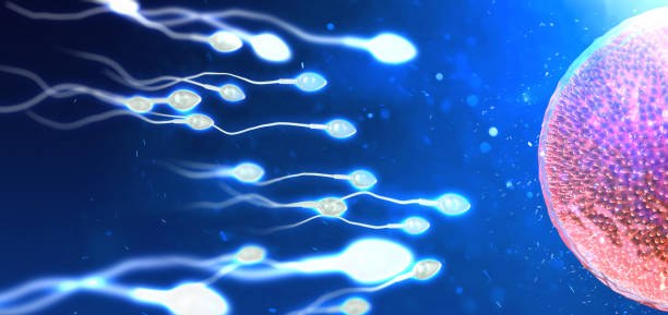 istock Sperm and egg cell. Natural fertilization. 3d illustration on blue background 1220350277