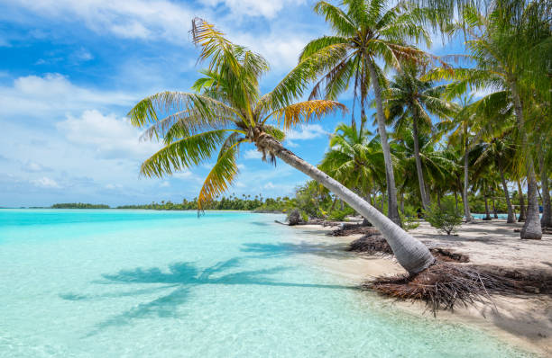 palmera tropical y paraíso de playa de la isla de fakarava, polinesia francesa. - south pacific ocean island polynesia tropical climate fotografías e imágenes de stock