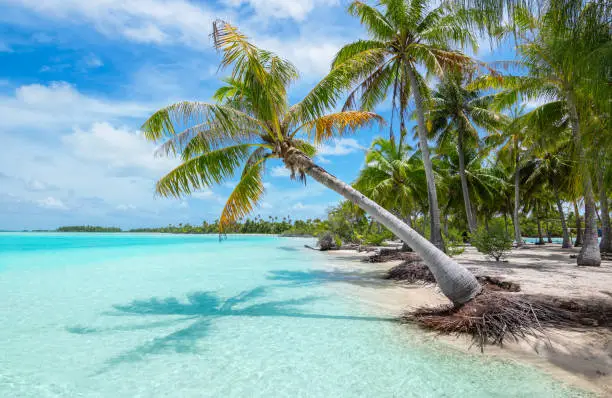 Green coconut palm tree along the shoreline at the beach on the turquoise clear lagoon in Moorea, French Polynesia. Idyllic and romantic summer vacation backgrounds.
