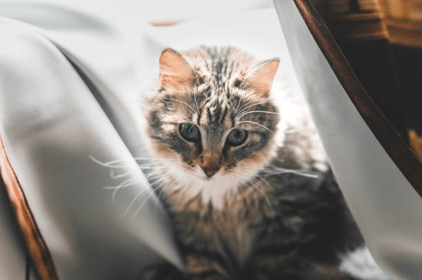 istock a tabby cat lying graceful in curtains 1220350388