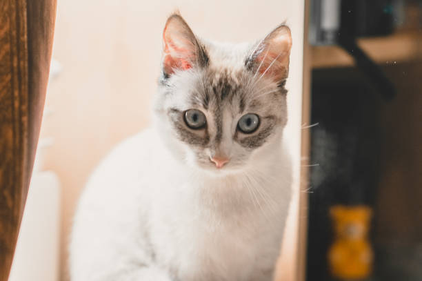um gato lynx ponto siamês com orelhas transparentes sentado em uma sala - rumbling - fotografias e filmes do acervo