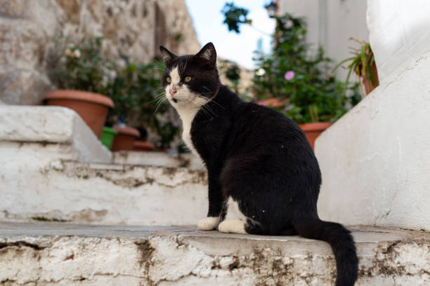 istock Black and white cat sits on white old stairs. 1220352851