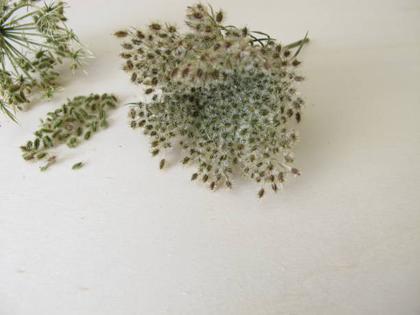 istock Fruit umbel and edible seeds from the wild carrot 1220353003
