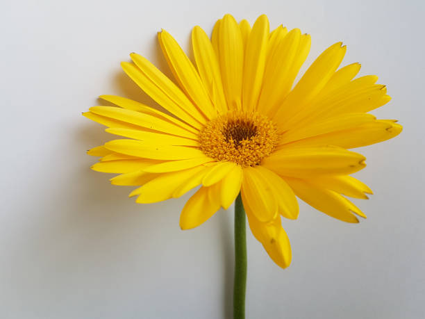 istock gerberas yellow flower isoated in white background details 1220353316