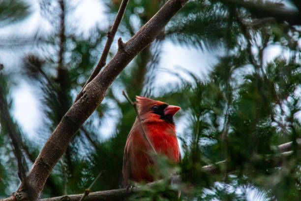 istock Closeup of cardinal 1220354157
