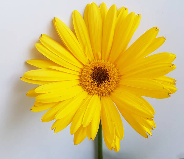 istock gerberas yellow flower isoated in white background details 1220354290