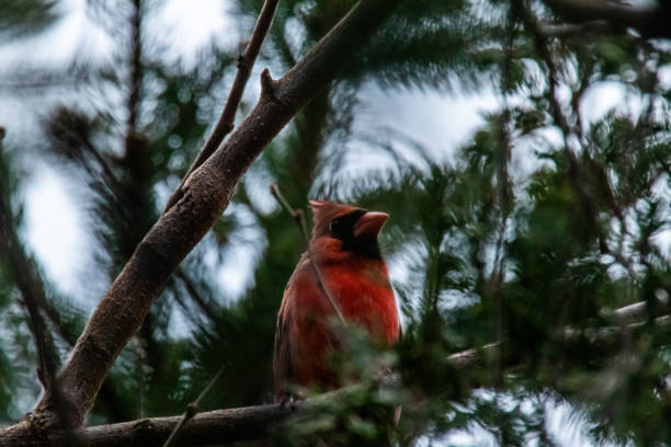 istock Closeup of cardinal 3 1220354422