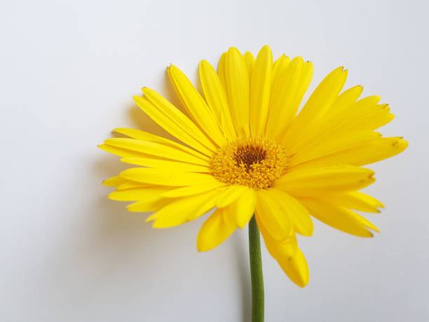 istock gerberas yellow flower isoated in white background details 1220354637