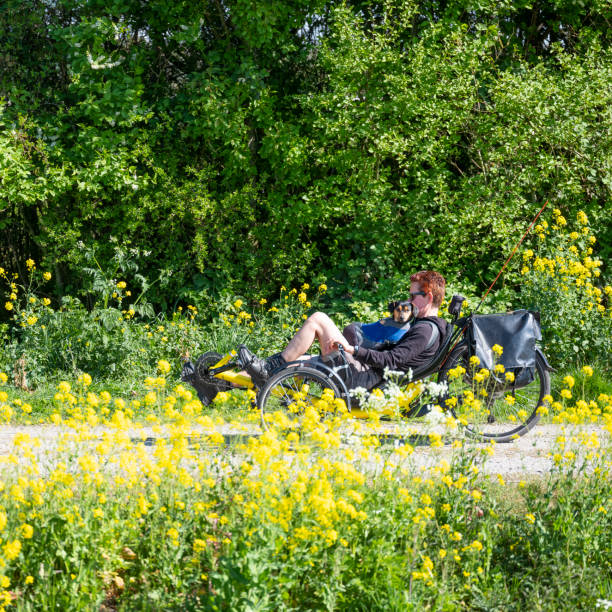 frau und kleiner hund im liegerad auf radweg im frühjahr - liegefahrrad stock-fotos und bilder