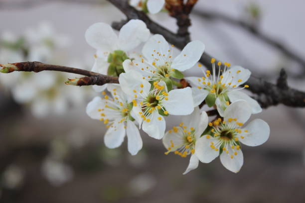 istock White flowers of cherry tree. Agriculture.Spring Garden. 1220355548