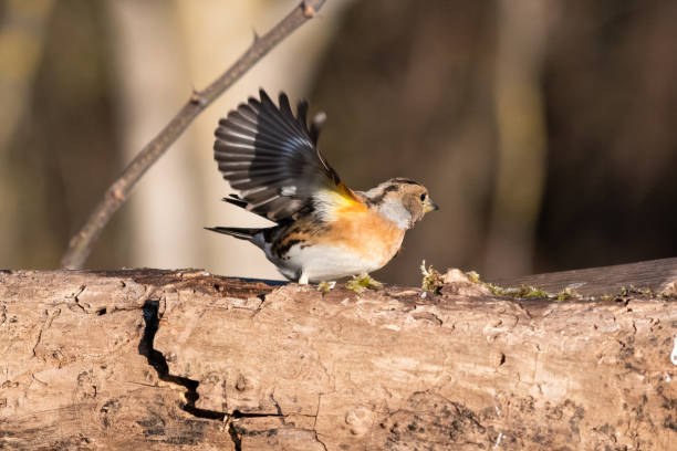 istock Brambling in the wood 1220356514
