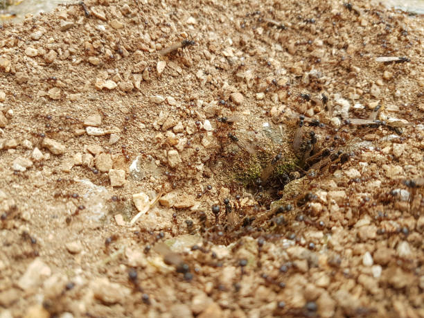 istock ants working in the  nest on the ground soil top view 1220356565