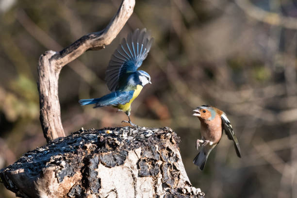 istock Birds fighting in the woods 1220356683