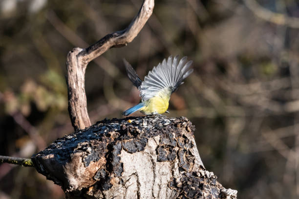 istock Great tit in the wood 1220356692