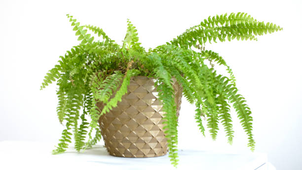 istock young green juicy bracken in a pot on a light background 1220356841