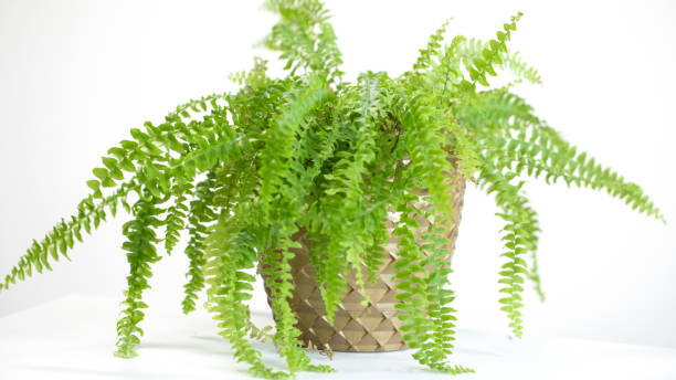 istock young green juicy bracken in a pot on a light background 1220356866