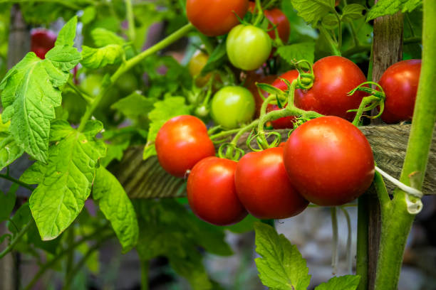 istock Fresh juicy tomatoes ripening in a garden bed 1220357206