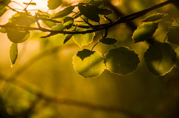 istock A warm summer morning. juicy green birch leaf. 1220357242