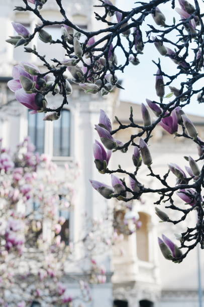 istock Magnolia tree in bloom. Milan, Italy. City blooming during the quarantine 1220358437