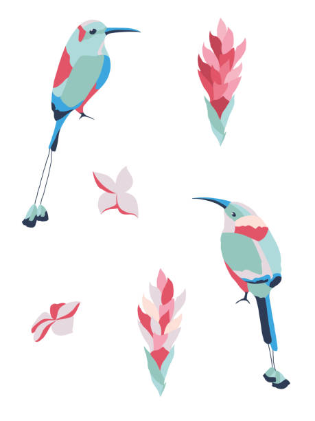 Vector illustration set with motmot birds Vector illustration set with motmot birds and exotic flowers. Isolated. White background motmot stock illustrations