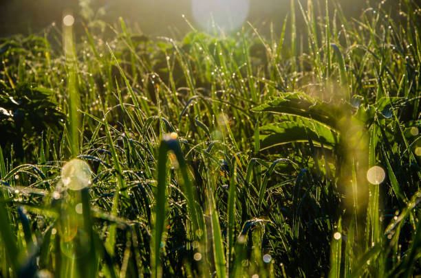 istock in the morning mist and dew. The sun's rays pass through the lush greenery. 1220359881
